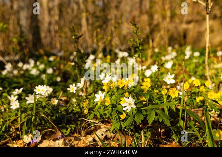 Wildblumen in einem Wald im Frühling Stockfoto