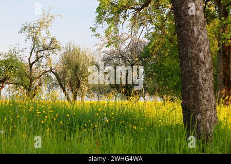 Ein Wiesengarten in Hohenlohe, Baden-WÃ¼rttemberg, Deutschland, Europa Stockfoto