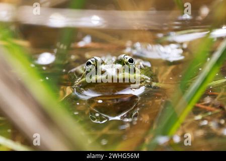 Ein Schwimmbadfrosch (Rana lessone) im Wasser, Ziegeleipark Heilbronn, Deutschland, Europa Stockfoto