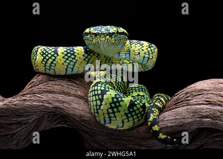 Die Wagler's Pit Viper auf schwarzem Hintergrund Stockfoto