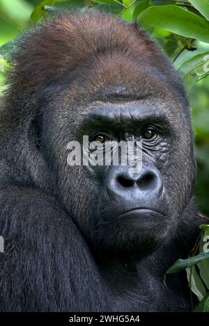 Flachland Silverback Gorilla Nahaufnahme Gesicht Stockfoto