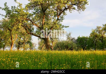 Ein Wiesengarten in Hohenlohe, Baden-WÃ¼rttemberg, Deutschland, Europa Stockfoto