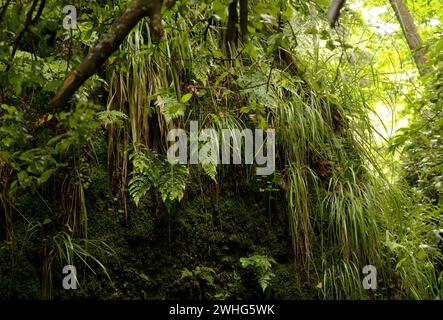 Bewachsene Felswände, Drachenschlucht bei Eisenach, Thüringen, deutschland Stockfoto