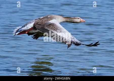 Graugans im Flug Stockfoto