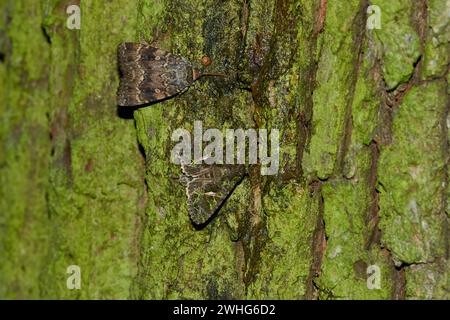 Orache Moth (trachea atriplicis) und Kupferunterflügel Stockfoto