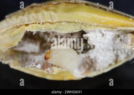 Kornkäfer (Sitophilus granarius), auch Kornkäfer oder Weizenkäfer genannt. Larven entwickeln sich im Korn. Stockfoto