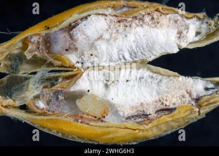 Kornkäfer (Sitophilus granarius), auch Kornkäfer oder Weizenkäfer genannt. Larven entwickeln sich im Korn. Stockfoto