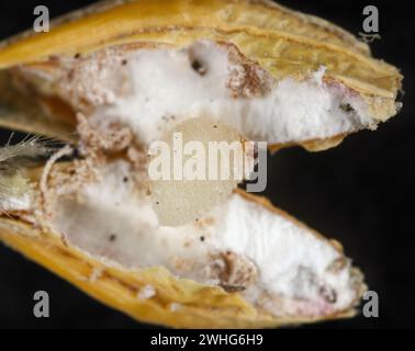 Kornkäfer (Sitophilus granarius), auch Kornkäfer oder Weizenkäfer genannt. Larven entwickeln sich im Korn. Stockfoto