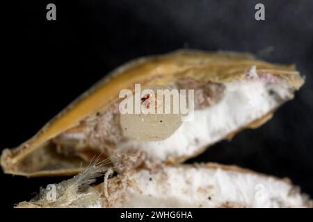 Kornkäfer (Sitophilus granarius), auch Kornkäfer oder Weizenkäfer genannt. Larven entwickeln sich im Korn. Stockfoto