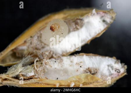 Reiskäfer oder wissenschaftliche Namen Sitophilus oryzae. Larven, die sich im Korn entwickeln. Stockfoto