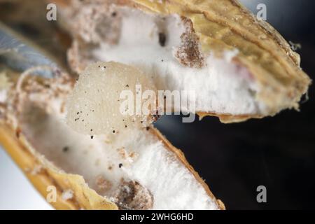 Kornkäfer (Sitophilus granarius), auch Kornkäfer oder Weizenkäfer genannt. Larven entwickeln sich im Korn. Stockfoto