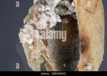 Kornkäfer (Sitophilus granarius), auch Kornkäfer oder Weizenkäfer genannt. Ei in das Getreide gelegt. Stockfoto