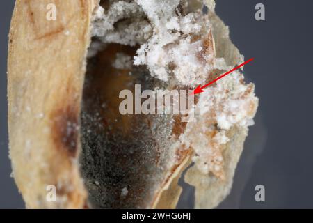 Kornkäfer (Sitophilus granarius), auch Kornkäfer oder Weizenkäfer genannt. Ei in das Getreide gelegt. Stockfoto