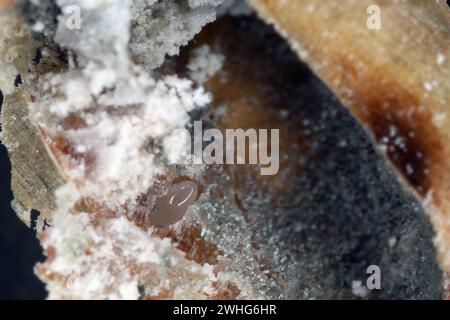 Kornkäfer (Sitophilus granarius), auch Kornkäfer oder Weizenkäfer genannt. Ei in das Getreide gelegt. Stockfoto