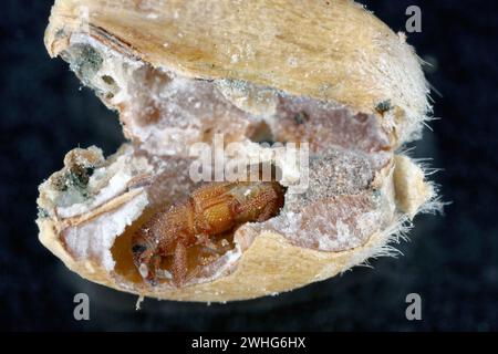 Kornkäfer (Sitophilus granarius), auch Kornkäfer oder Weizenkäfer genannt. Junge Käfer entwickeln sich im Korn. Stockfoto