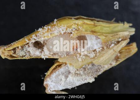 Reiskäfer oder wissenschaftliche Namen Sitophilus oryzae. Larven, die sich im Korn entwickeln. Stockfoto