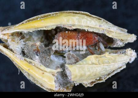 Kornkäfer (Sitophilus granarius), auch Kornkäfer oder Weizenkäfer genannt. Junge Käfer entwickeln sich im Korn. Stockfoto