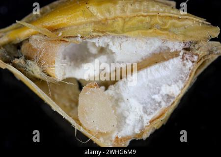 Reiskäfer oder wissenschaftliche Namen Sitophilus oryzae. Larven, die sich im Korn entwickeln. Stockfoto