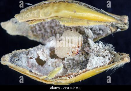 Reiskäfer oder wissenschaftliche Namen Sitophilus oryzae. Larven, die sich im Korn entwickeln. Stockfoto