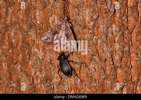 Carabus hortensis und dunkle Bögen Stockfoto