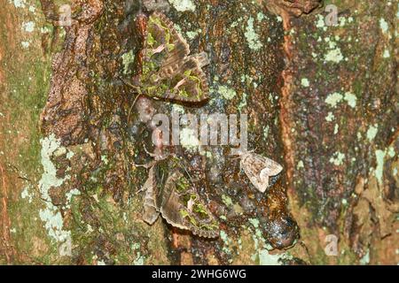 Orache Moth (Trachea atriplicis) Stockfoto