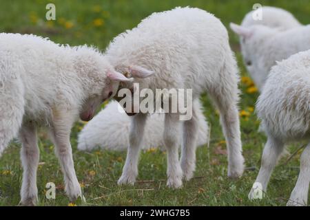 Junge Kudden auf einer Wiese Stockfoto