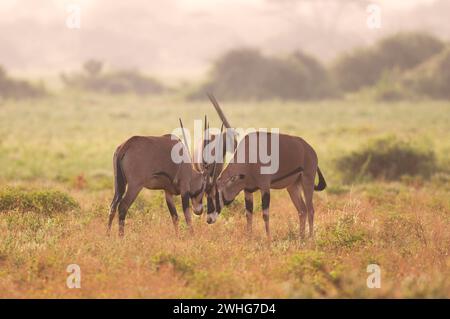 Oryx-Antilope im Tsavo East National Park, Kenia, Afrika Stockfoto