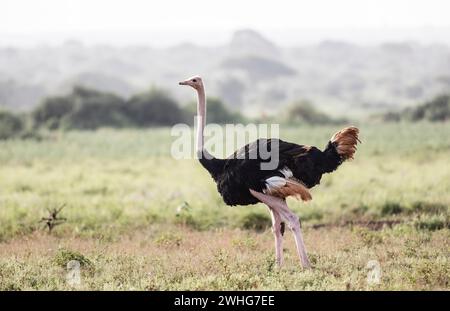 Strauß im Tsavo East National Park, Kenia, Afrika Stockfoto