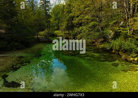 Der Fluss Sava bohinjka in der Nähe des Bohinj-Sees im Nationalpark Triglav in Slowenien Stockfoto