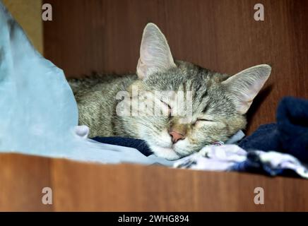 Die graue Tabbykatze liegt auf der Kleidung im Schrank. Die grünäugige Katze ruht sich aus. Stockfoto