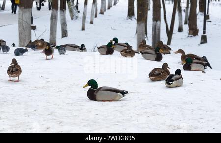 Enten sitzen im Schnee in einem Stadtpark. Toller Blick auf Stockenten, die im Schnee sitzen. Stockfoto