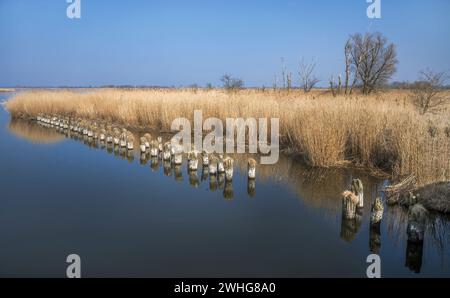 Die Leisten vor dem Schilf Stockfoto