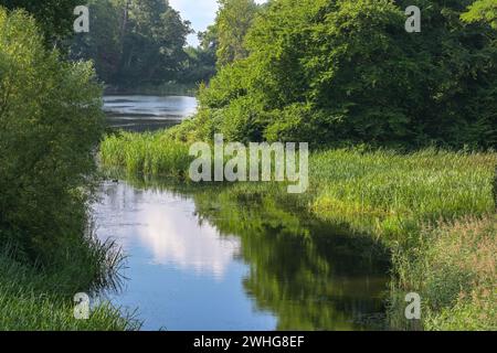 Ein ruhiger Fluss fließt in einen See. Schilf, Büsche und grüne Laubbäume wachsen am Ufer. Idyllische, natürliche Sommerlandschaft in der Stockfoto