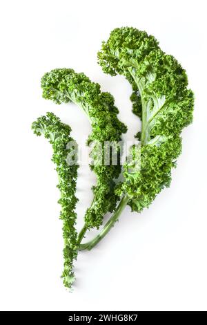 Drei lockige Blätter Grünkohl oder Grünblattkohl isoliert auf weißem Hintergrund, gesundes Wintergemüse, Kopierraum Stockfoto