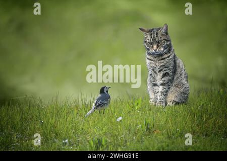 Kleiner Bachstelzvogel, der vor einer Tabbykatze auf einem grünen Rasen sitzt, gefährliche Tierbegegnung oder Verständnis unter ungleichen Enzen Stockfoto