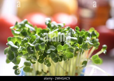 Rettich-Sprossen als frische und gesunde Zutat für verschiedene Gerichte, Nahaufnahme, Kopierraum, ausgewählter Fokus Stockfoto