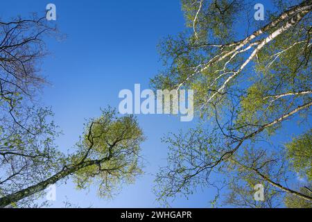 Blick in die Baumkronen von Birken- und Erlenbäumen mit grünen Frühlingsblättern vor einem klaren blauen Himmel, Kopierraum Stockfoto