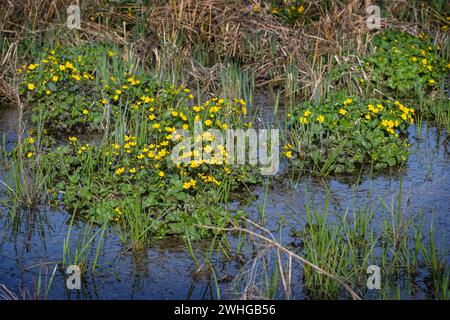 Kissen von blühenden SumpfRingelblumen (Caltha palustris) mit gelben Blüten im flachen blauen Wasser im Frühjahr, beau Stockfoto