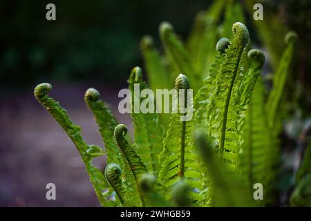 Fern die grünen Wedel im dunklen Wald im Frühling, Metapher für Anfänge und Zusammensein, Kopierraum, ausgewähltes foc Stockfoto