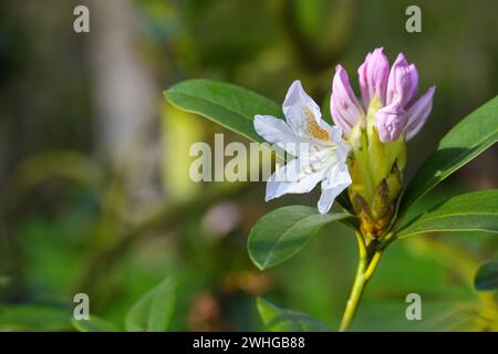 Blühender Azalestrauch mit einer weißen Blume und einer rosa Knospe im Frühling, Gattung Rhododendron, blühender natürlicher grüner Hintergrund, Kopie Stockfoto