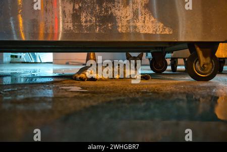 Eine streunende Katze in Kuala Lumpur, die nachts neben einer Pfütze unter einem Futterwagen liegt. Stockfoto