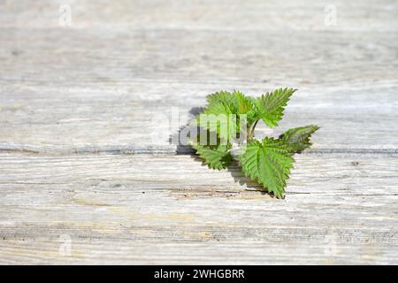 Brennnessel wächst durch wettergebleichte Holzdielen, Konzept für Widerstandsfähigkeit und die Kraft der Natur, Kopierraum, sele Stockfoto