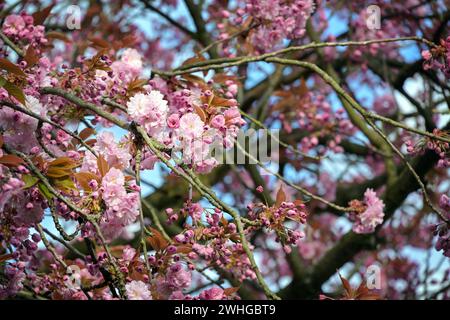 Rosafarbene Kirschblüten auf einem wunderschönen blühenden Baum im Frühjahr, Kopierraum, ausgewählter Fokus Stockfoto