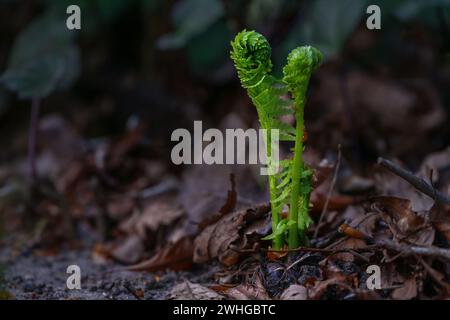 Zwei junge grüne Farnwedel entfalten sich im Frühjahr auf dem dunklen Waldboden, Metapher für den Anfang und das miteinander, Kopierraum, sel Stockfoto