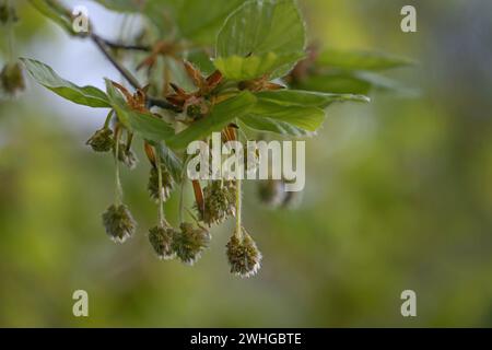 Männliche Blüten der Buche (Fagus sylvatica), die im Frühjahr zwischen jungen grünen Blättern am Zweig hängen, Kopierraum, Stockfoto