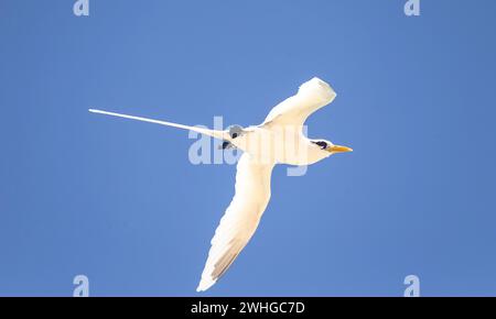 Weißschwanztropikvögel (Phaethon lepturus) auf Cousin Island, Seychellen, Indischer Ozean, Afrika Stockfoto