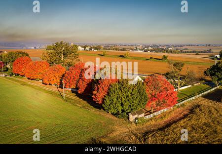 Drohnenansicht einer Reihe von Bäumen mit herbstlichen Farben bei einem frühen Sonnenaufgang am Morgen Stockfoto