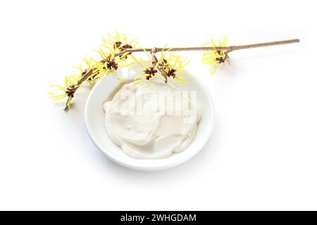 Gelb blühende Hamamelis (Hamamelis) und eine Schüssel mit natürlicher Salbe, medizinische Pflanze für Hautpflege, Kosmetik und Alternative Stockfoto