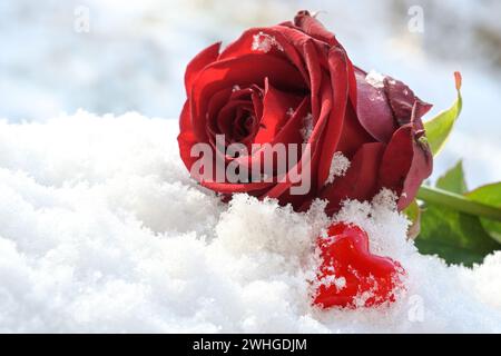 Rotes Herz aus Glas und eine Rosenblume im weißen Schnee, Liebessymbol am Valentinstag, Kopierraum Stockfoto