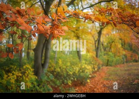 Zweig mit rot-orangen Buchenblättern auf einem Weg durch einen Herbstwald, Kopierraum, ausgewählter Fokus Stockfoto